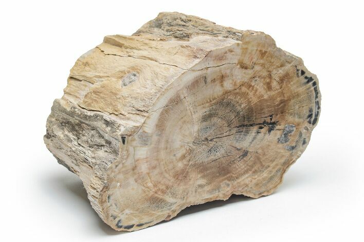 Petrified Wood (Schinoxylon) Limb - Blue Forest, Wyoming #218200